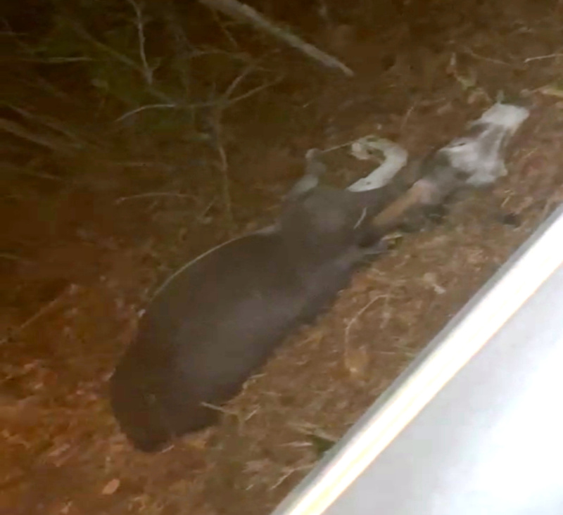 Acidentes envolvendo animais na pista em José de Freitas deixa feridos e veículos danificados 9 IMG 20241117 001138 1