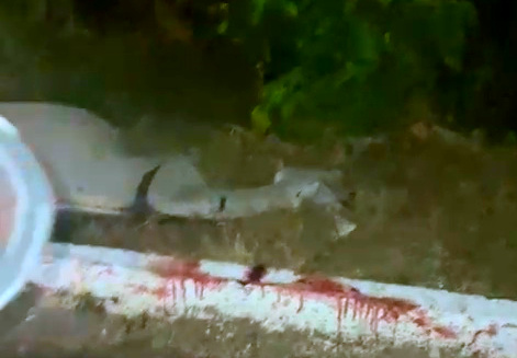 IMG 20241117 082209 1