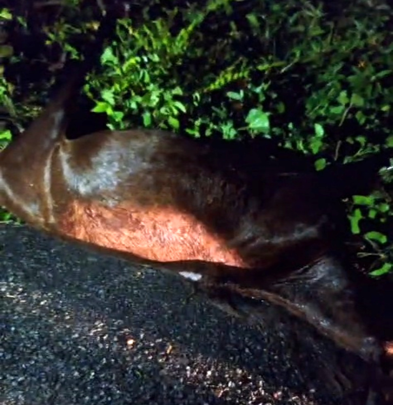 Estudante fica ferido com fratura durante acidente com animal e motocicleta em José de Freitas 3 IMG 20250405 233826