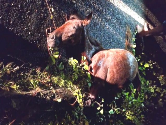 Estudante fica ferido com fratura durante acidente com animal e motocicleta em José de Freitas 2 IMG 20250405 234002