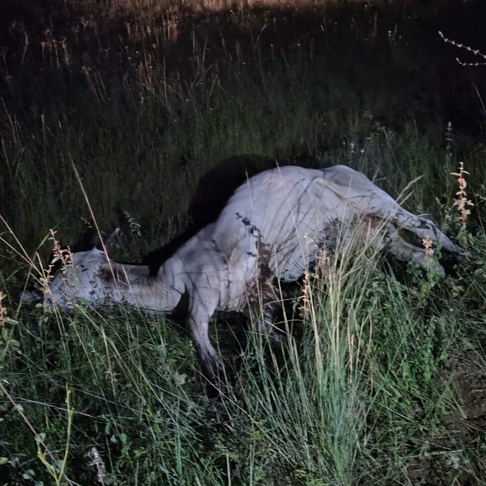 Casal fica ferido após colisão com animal na PI-113, zona rural de José de Freitas 1 1000097788 edited