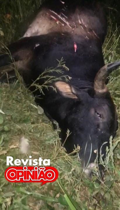 Animal causa acidente e deixa carro de professor destruído na PI-113 em José de Freitas 2 1000102501