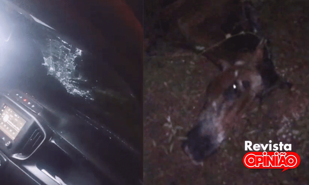 Veículo Fica Destruído Após Colidir com Cavalo na PI-366 em José de Freitas 1 Capa acidente