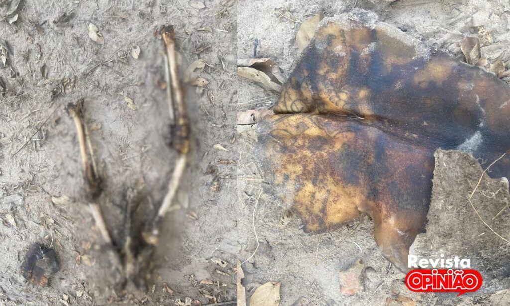 Ossada humana é encontrada em matagal na zona rural de José de Freitas 1 Ossada human encontrada em Jose de Freits 1
